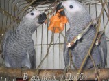 Жако и Амазоны птенцы выкормыши говорящие от заводчика / Калуга